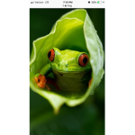 Frog Truck Studio