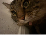 tom tim