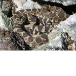 rattlesnake fan group