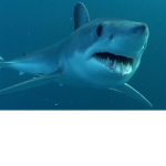 Da Mako Sharks