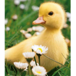 Awesome ツ