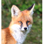 The Fox Gang Official