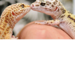The Geckos!!!