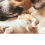 Save The Animals With Me Please!
