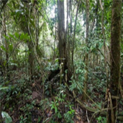 Jungle Skybox