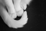 lvnaa