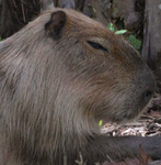 Capybara makes games