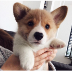cute corgi squad