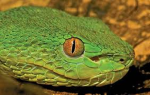 Khoiviper community
