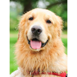 Ryan the Service Dog fan group