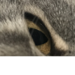 Lunafr3ak
