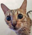 Spotted Cats Cult
