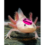Axolotl Inc. Official Group!