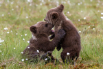 Amazing cute animals