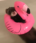 Ferretsitters!