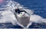 The Offical Kitty Army