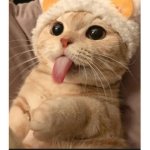 Sussy cat poop