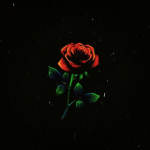 Rose DHC.