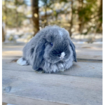 I LOVE BUN BUNS!