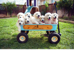 The OG Pack
