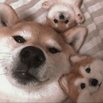 Da bois are da doges