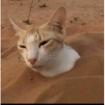 kitty meow club