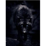 Phantoms Wolf Pack