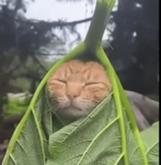 Kittiekat Studio