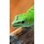 Lizard Squad Games