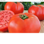 Tomato Yt