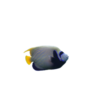 fish 15 Roblox decal