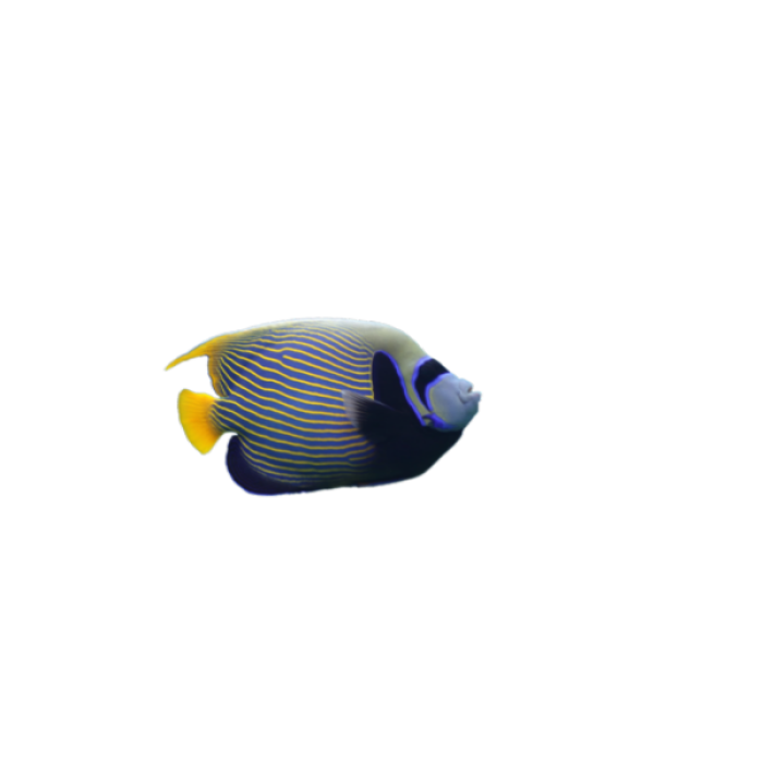 fish 15 Roblox decal