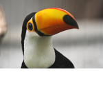 Toucan's Fanclub