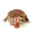 胡狼營區