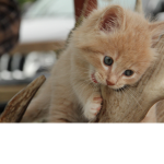 - CAT ########