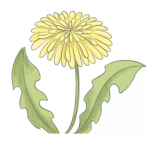 Yellow dandelion