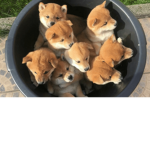 Save The RD Doges!