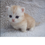 The Really cute cat group