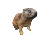 Marmot On Head