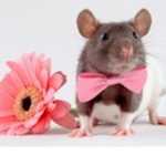 Honey Rats