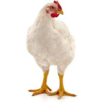 Chicken is the best animal