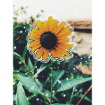 Sunflower feild