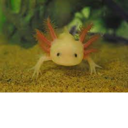 Axolotl Obby