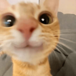 army of catz