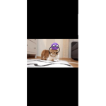 cat roblox