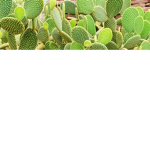 Cactus Cactus even more Cactus army