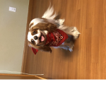The doggie ground