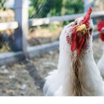 wE aRE ChIcKEnS.
