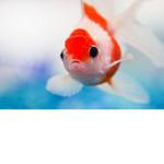 Tempestuous Fishes of the Sea