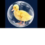 Bubble Duckies